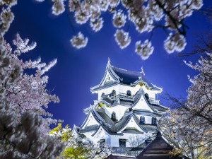 Castillo Hikone iluminado (Japón)