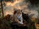 Un jaguar tumbado en las rocas