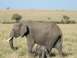 Pequeño elefante caminando junto a su madre