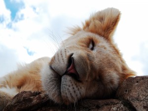 León dormido sobre las rocas