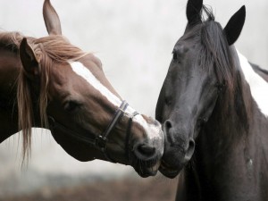Beso entre caballos