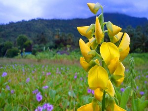 Postal: Elegante flor amarilla en la pradera