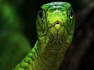 Cabeza verde de serpiente