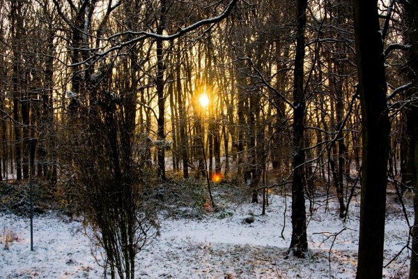 El sol entre los árboles una tarde de invierno