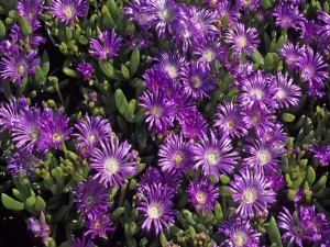 Postal: Flores color violeta