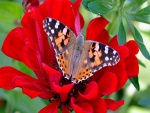 Mariposa posada en una flor roja