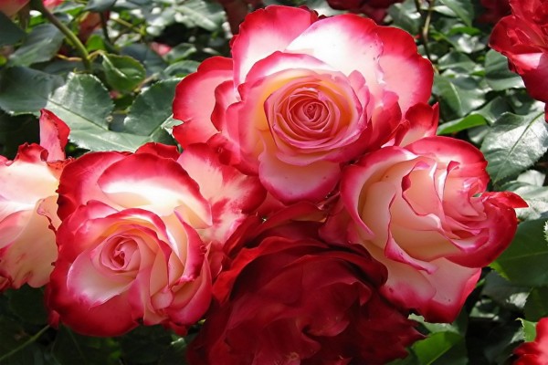 Rosas con dos colores