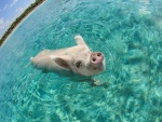 Un cerdo nadando en el mar