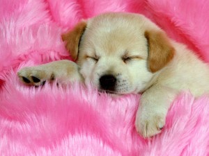 Perro dormido en una alfombra rosa