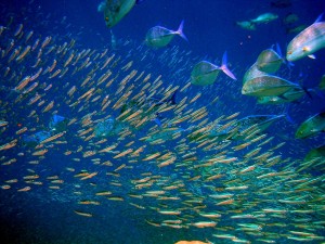 Bancos de peces de distintas especies