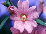 Flor con pétalos grandes de color rosa