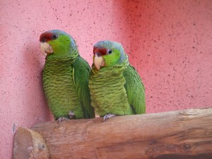 Postal: Dos loritos de color verde