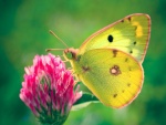 Mariposa en una curiosa flor