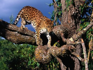 Leopardo bajando del árbol