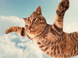 Gato volando entre las nubes