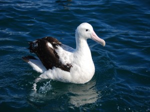Un bonito albatros en el agua