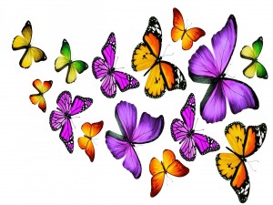 Mariposas coloridas