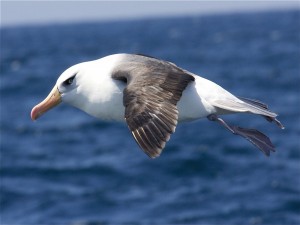Albatros en el aire