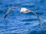 Albatros en vuelo sobre el mar