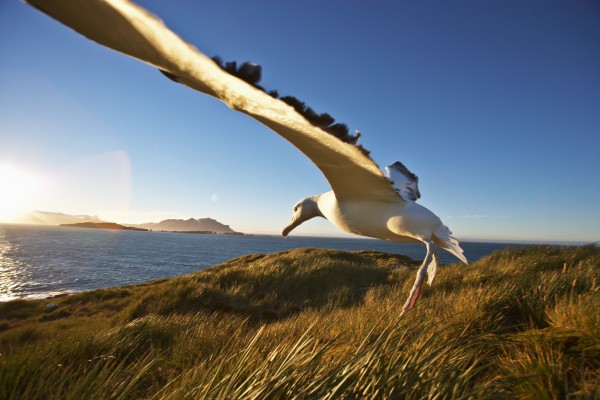 Un albatros aterrizando