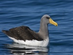 Un bonito albatros en el agua
