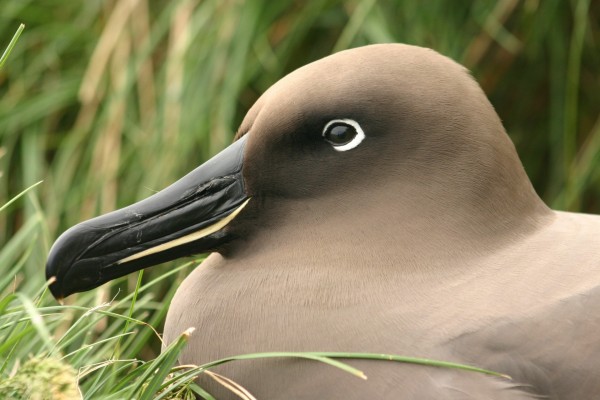 Phoebetria, ave de la familia de los albatros