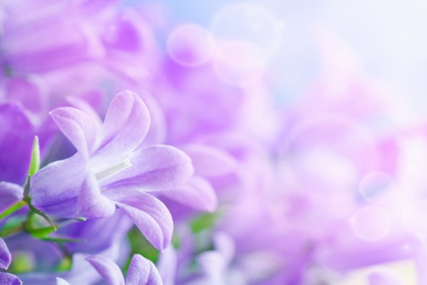 Bonitas flores de color violeta