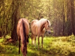 Dos caballos en el bosque