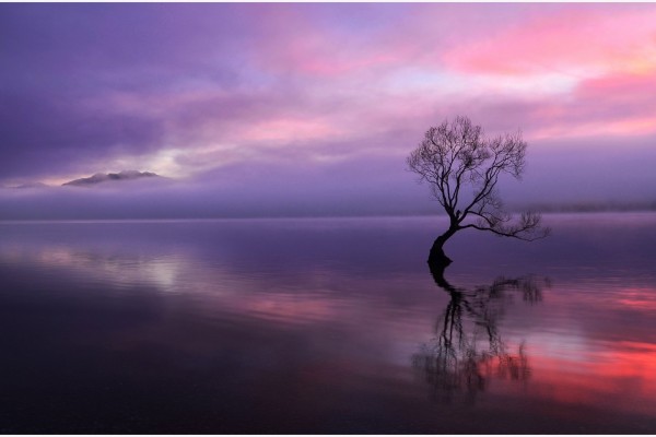 Árbol solitario reflejado en el lago