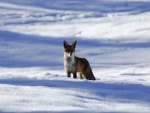 Un zorro parado en la nieve