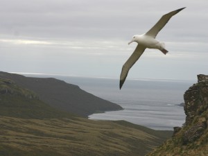 Un albatros volando en un precioso paisaje