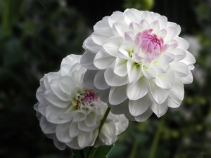 Postal: Preciosas flores blancas con el centro rosa