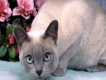 Un gato gris de ojos azules