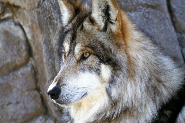 El perfil de un lobo