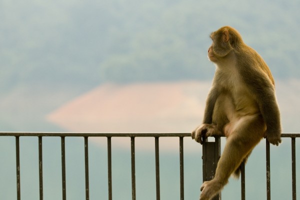 Mono sobre la valla