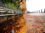 Paseo con hojas y agua en otoño