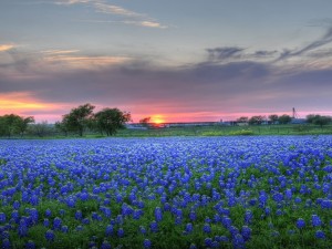 Tibios rayos de sol sobre un campo con flores azules