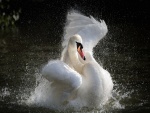 Cisne moviendo sus alas en el agua