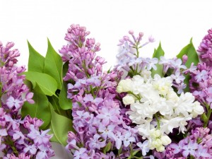 Hojas y flores de lila