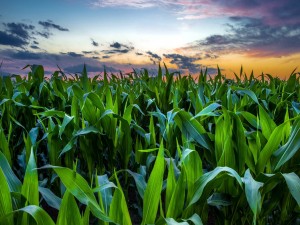 Puesta de sol en un campo de maíz