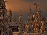 Casa y árboles cubiertos de nieve