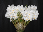 Orquídeas blancas en la planta