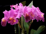 Orquídeas color violeta