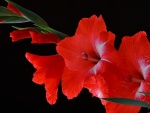 Gladiolo color rojo