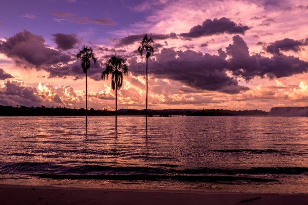 Palmeras en el agua al atardecer