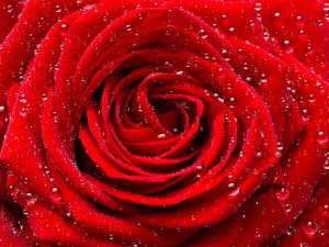 Postal: Rosa roja con gotitas de rocío