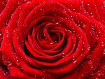 Rosa roja con gotitas de rocío