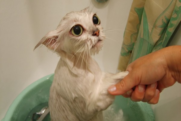 Un gato mojado disfrutando del baño