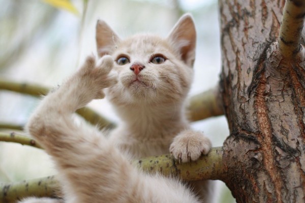 Un gato en las ramas del árbol