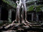 Las raíces de un gran árbol entre las ruinas del templo (Ankor)